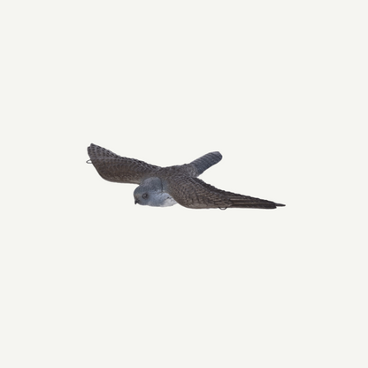 60221 3D Tier Franzbogen Fliegender Falke